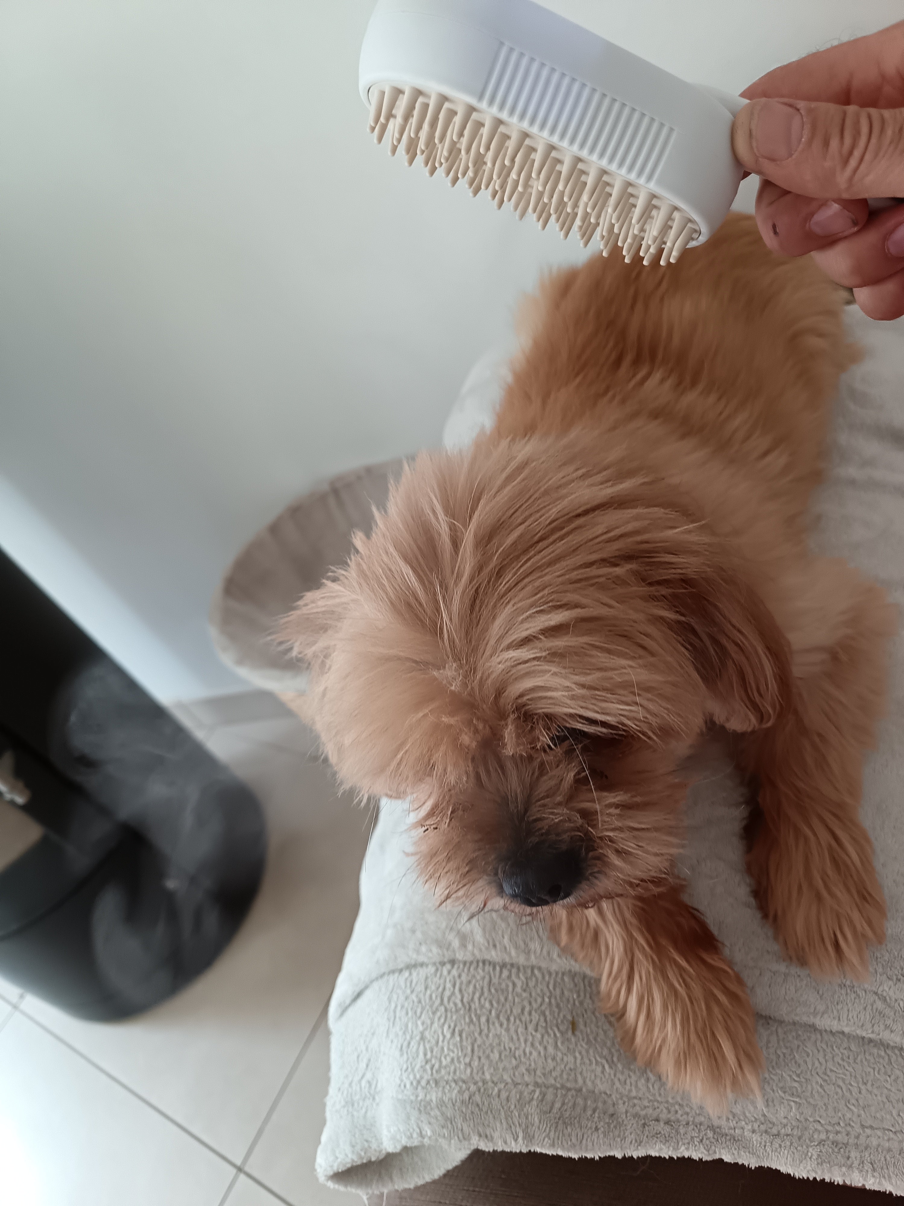 Brosse Électrique 3 en 1 pour Chien et Chat – Peigne Anti-Poils Volants, Vaporisateur & Massage